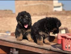 German Shepherd puppies for sale03141261535