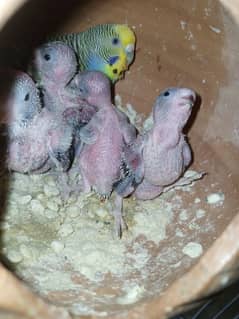 Budgies Breeder pair wit Cage, Chicks and accessories