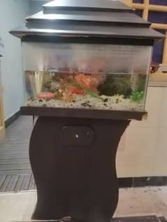 fish aquarium