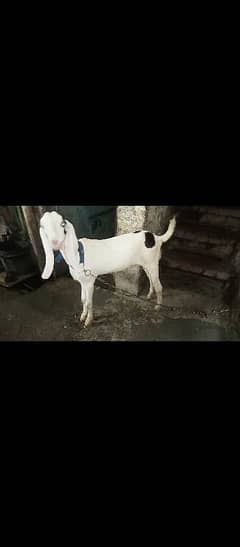 Rajan pure bakra