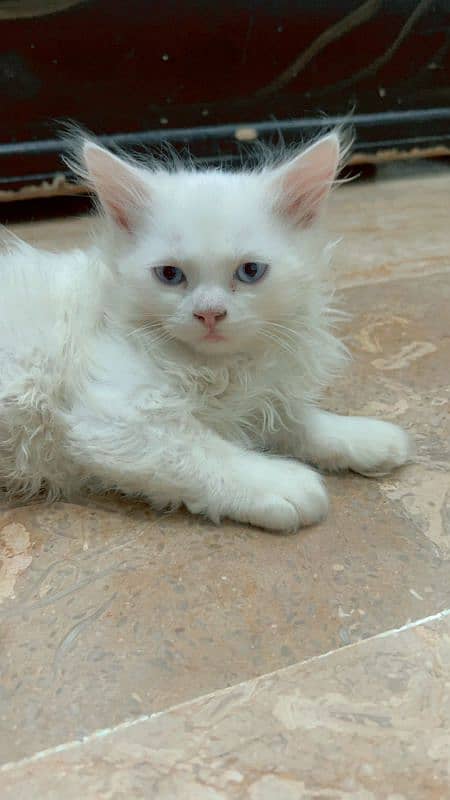 Male And Female Kittens Available Pure White Semi punch Blue Eyes 2