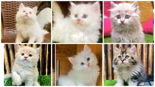 Persian kitten cats 0