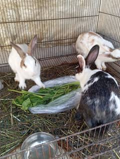 5 Rabbits for sale age 9 months