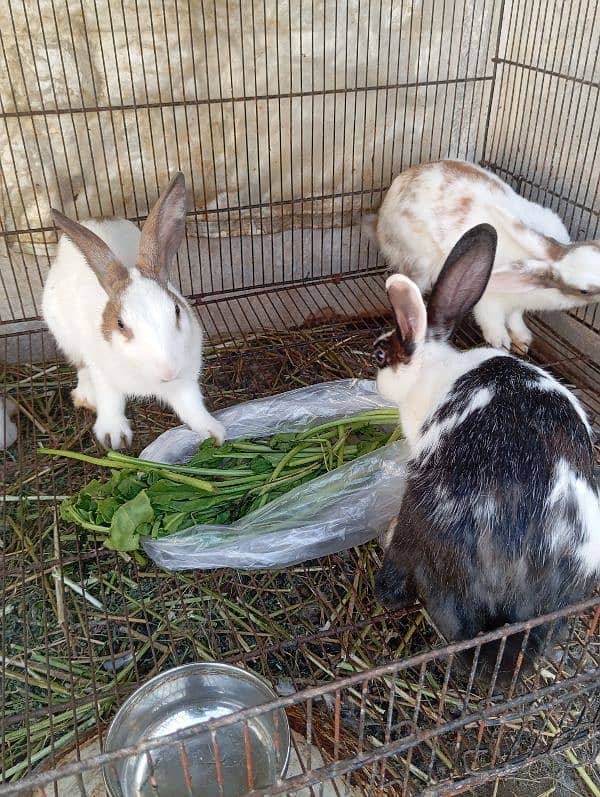 5 Rabbits for sale age 9 months 0