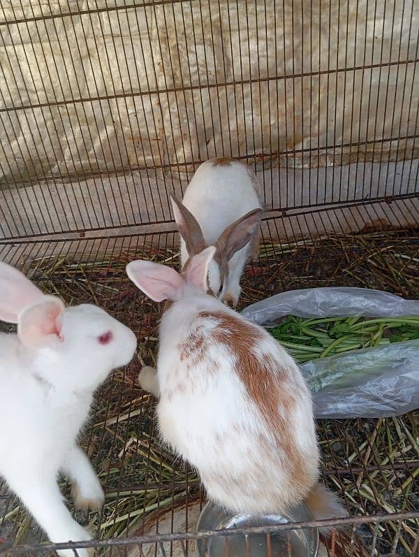 5 Rabbits for sale age 9 months 1