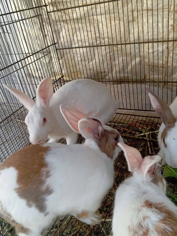 5 Rabbits for sale age 9 months 2