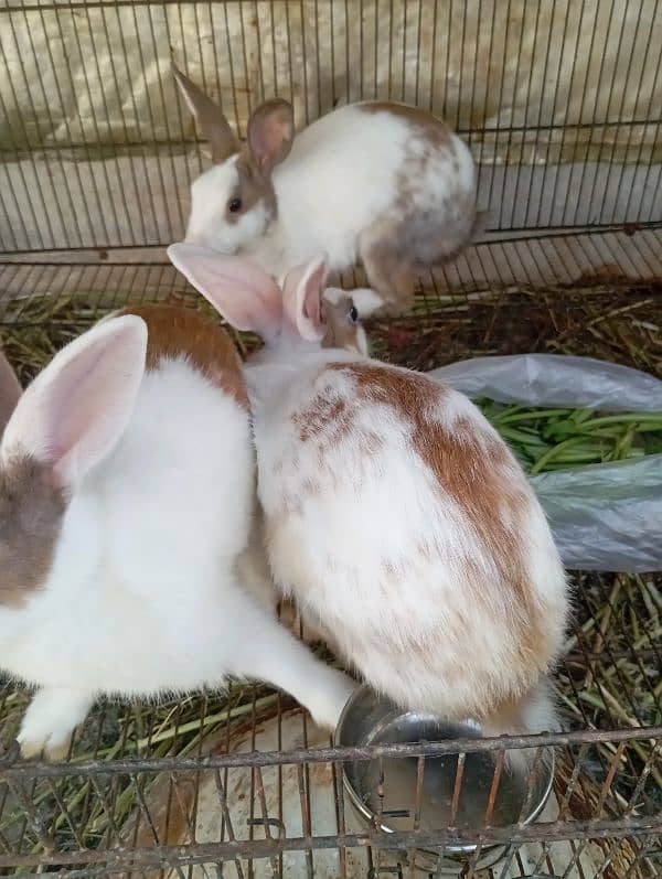 5 Rabbits for sale age 9 months 3