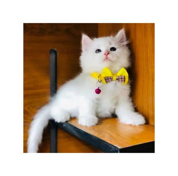 Persian kitten cats 2