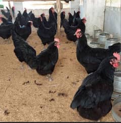 Australorp male for sale