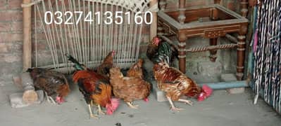 desi hens for sale 5 piece available