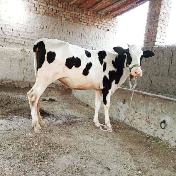 Friesian khali cow 0