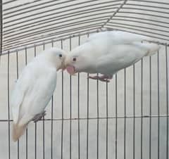 albino red to split pair