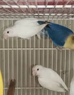 Albino male/female, Parblue split ino