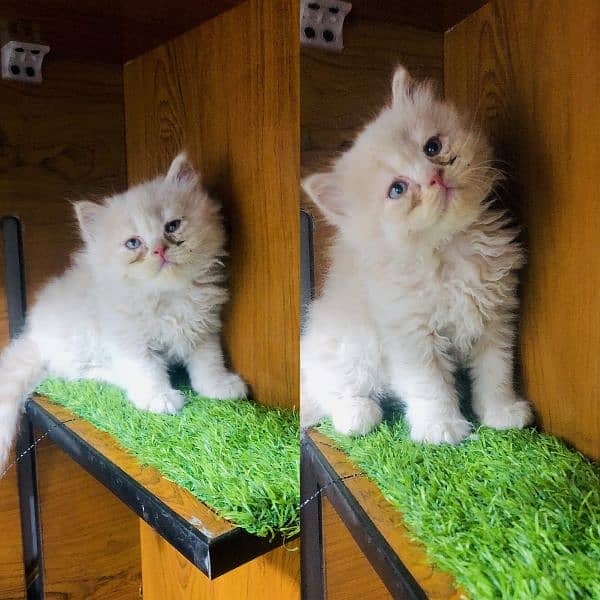 Persian kitten cats 19