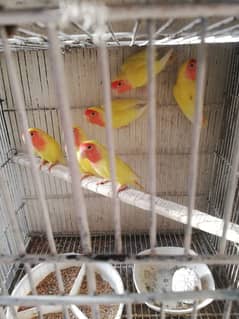 common Latino red strong blood line ready to breed 03335042042 0