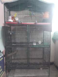 budgie with cage