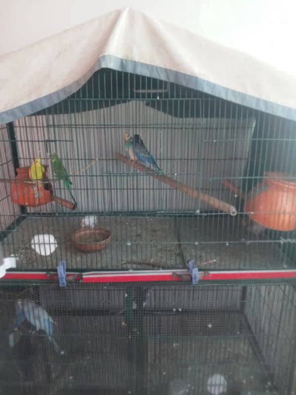 budgie with cage 1