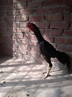 my pet