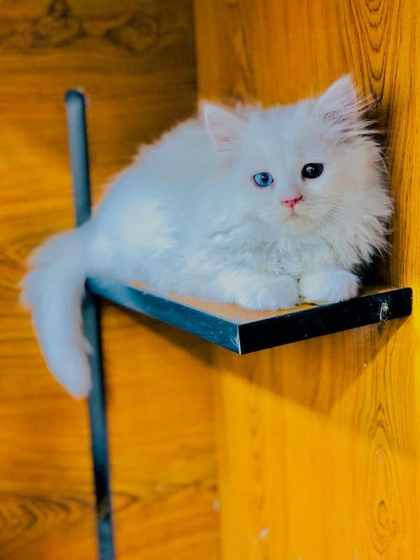 Persian kitten cats 14