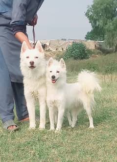 Russian puppy pair age 12 month for sale full security guard