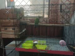 DNA tested Breeder Pair Green Cheek Sun Connure