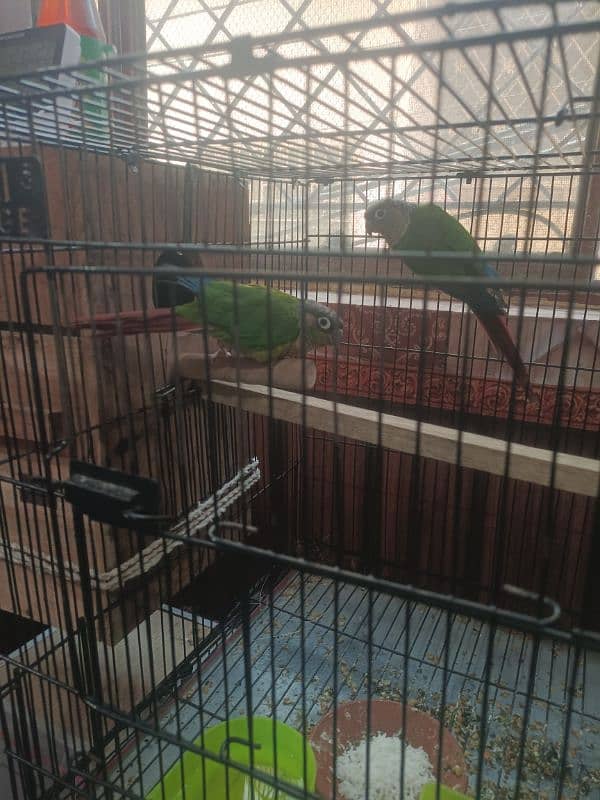 DNA tested Breeder Pair Green Cheek Sun Connure 1