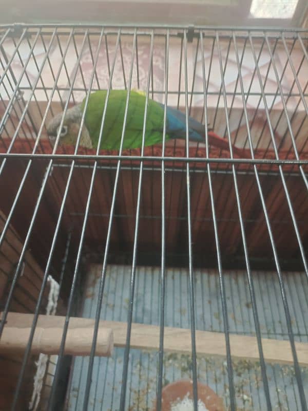 DNA tested Breeder Pair Green Cheek Sun Connure 2