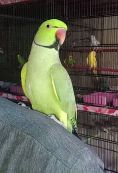 Talking parrot hand time bhi hai