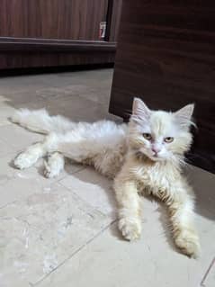 persian kitten