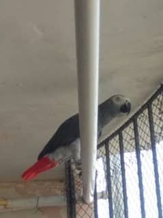 African Grey