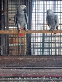 african grey