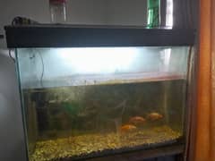 Fishes n Aquraim for sale 3fit with top