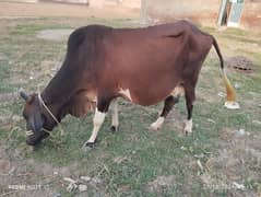 cow for sale