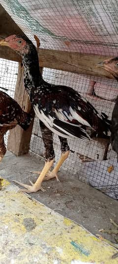 Desi cross Hens