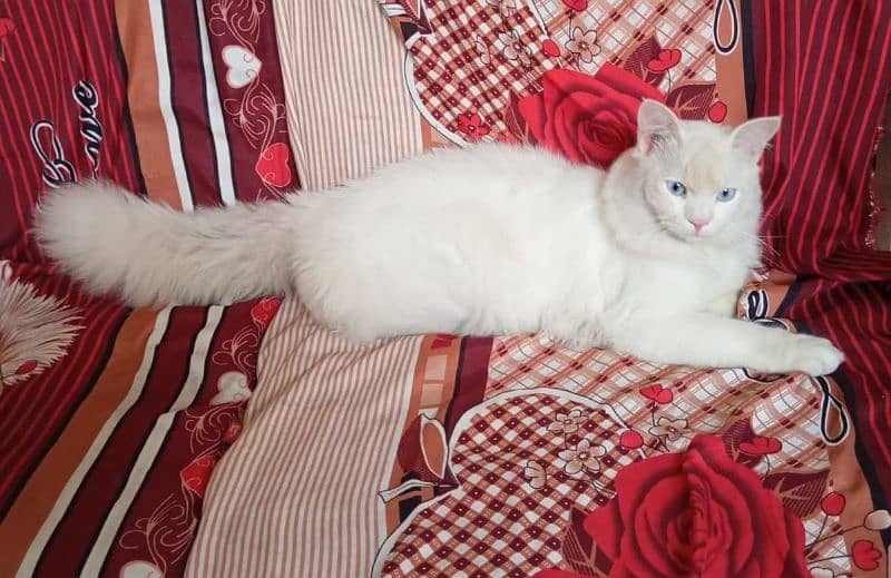 Persian Male Cat 1