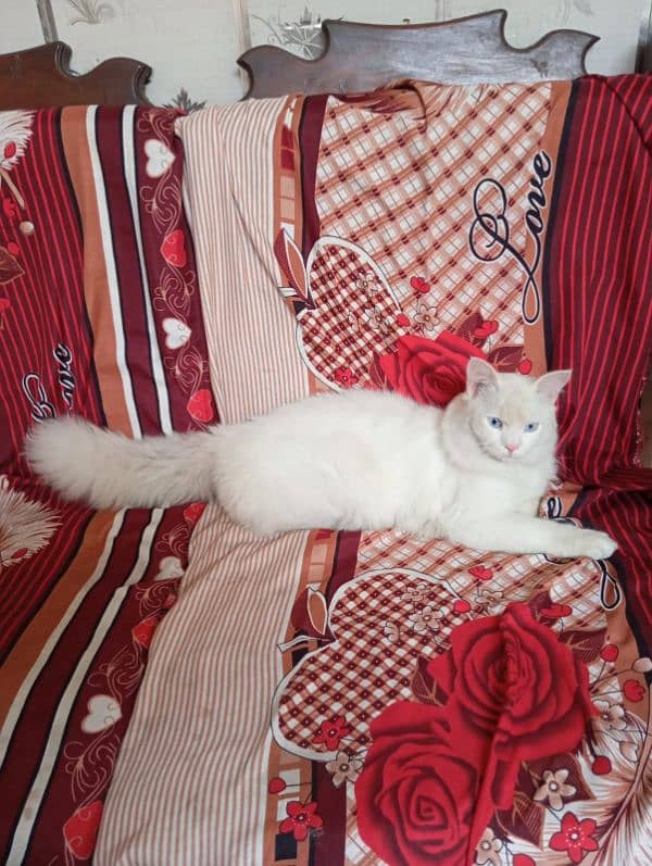 Persian Male Cat 2