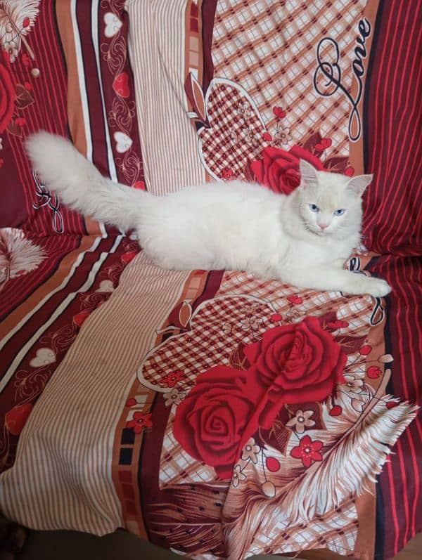 Persian Male Cat 3