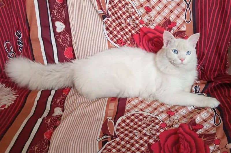 Persian Male Cat 4