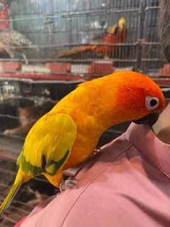 sunconure health and active pic full hand tame toking full 0