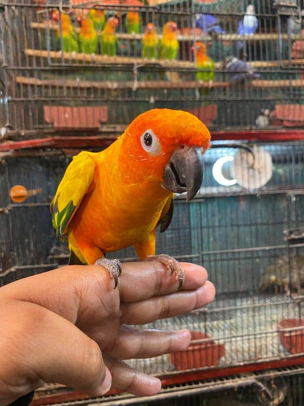 sunconure health and active pic full hand tame toking full 1