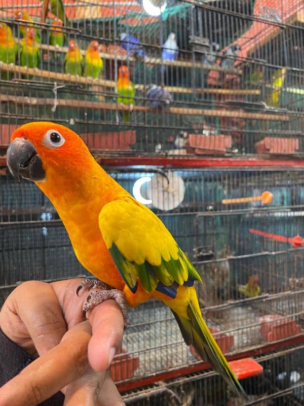 sunconure health and active pic full hand tame toking full 3