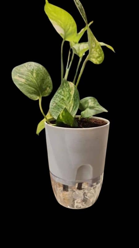 self watering pots and beautiful plants 1