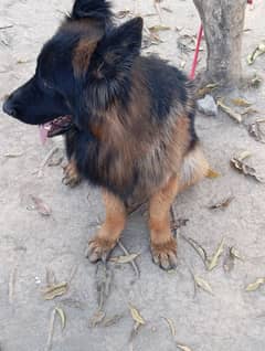 German shepherd dog hvi bone pedigree dog