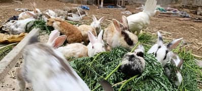 rabbits for sale khargosh  mix