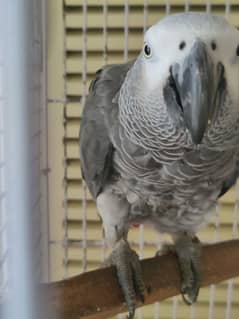 African Grey