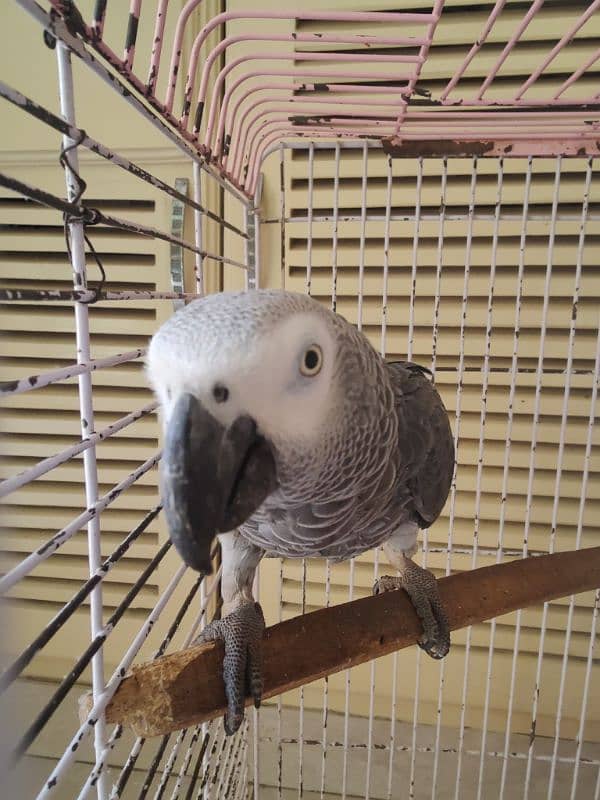 African Grey 1