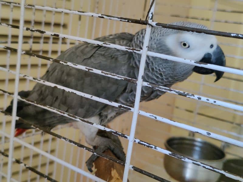 African Grey 2