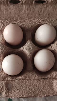 Aseel Eggs