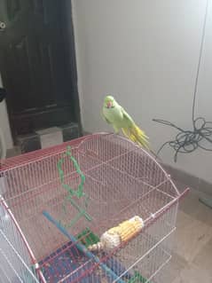 Mithu Toota with cage 0