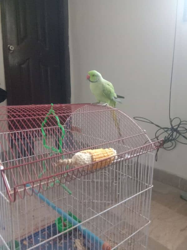 Mithu Toota with cage 2